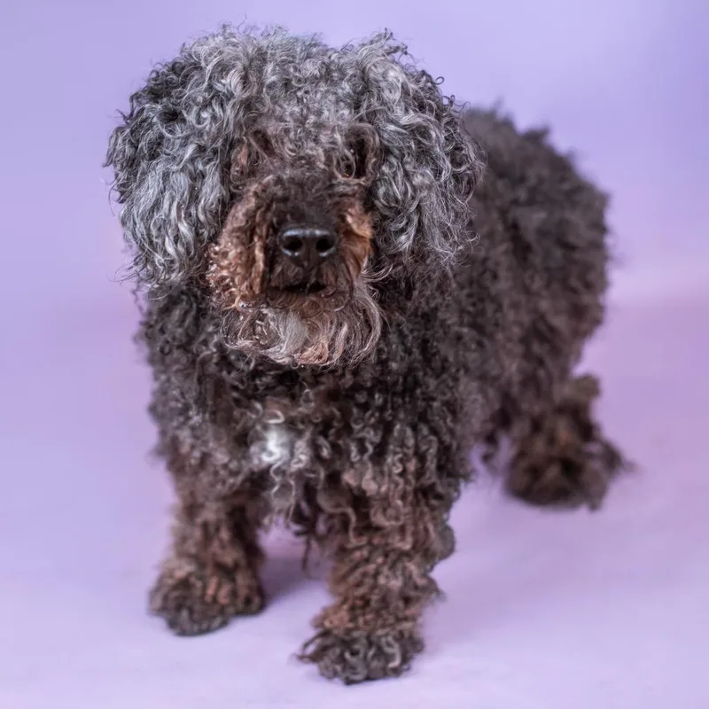 Kobilicious thumbnail 4