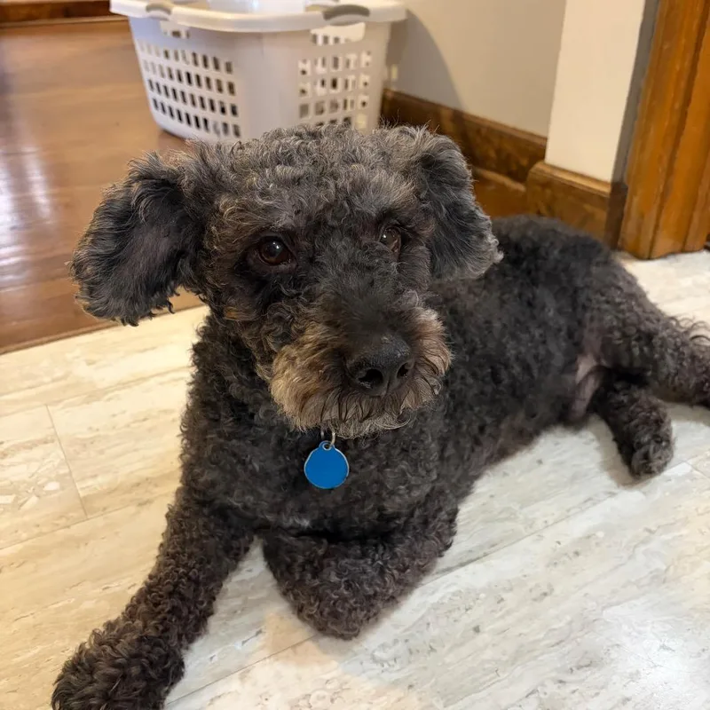 Kobilicious thumbnail 5