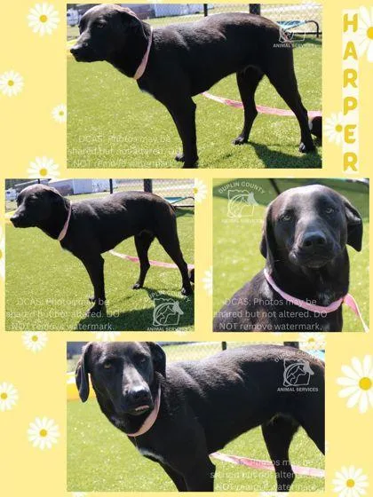 An adult large-sized female Retriever dog named Harper for adoption in Kenansville, NC