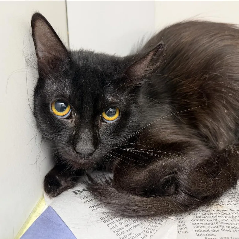 A young medium-sized male Black Domestic Short Hair cat named Flint for adoption in Marshall, TX