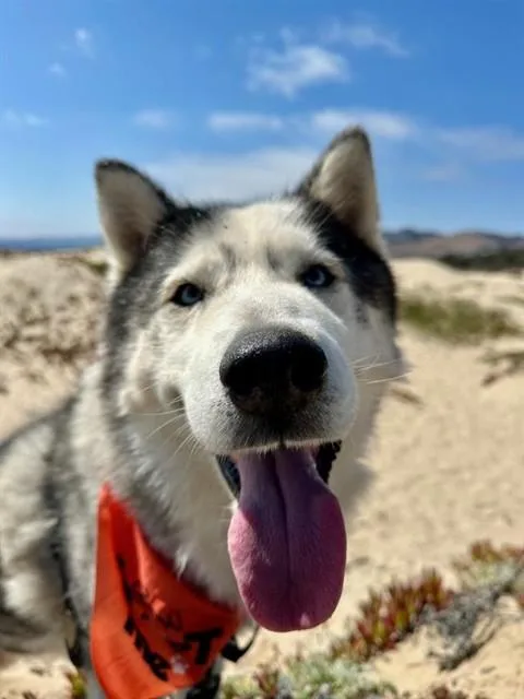 An adult large-sized male Siberian Husky dog named Finn for adoption in Santa Maria, CA