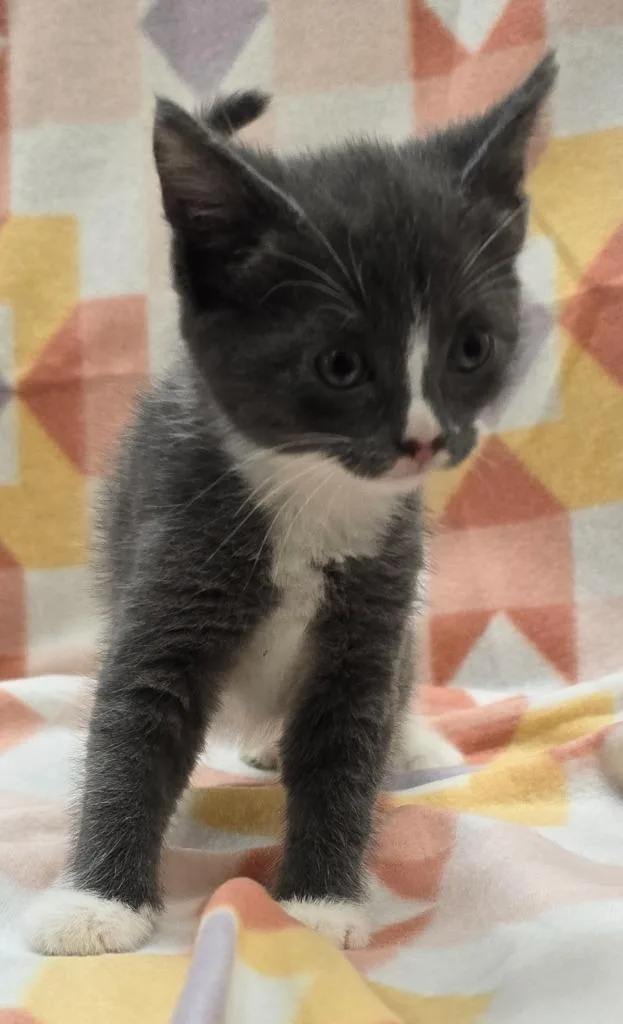 A baby small-sized female Domestic Short Hair cat named Zinnia for adoption in Murphysboro, IL