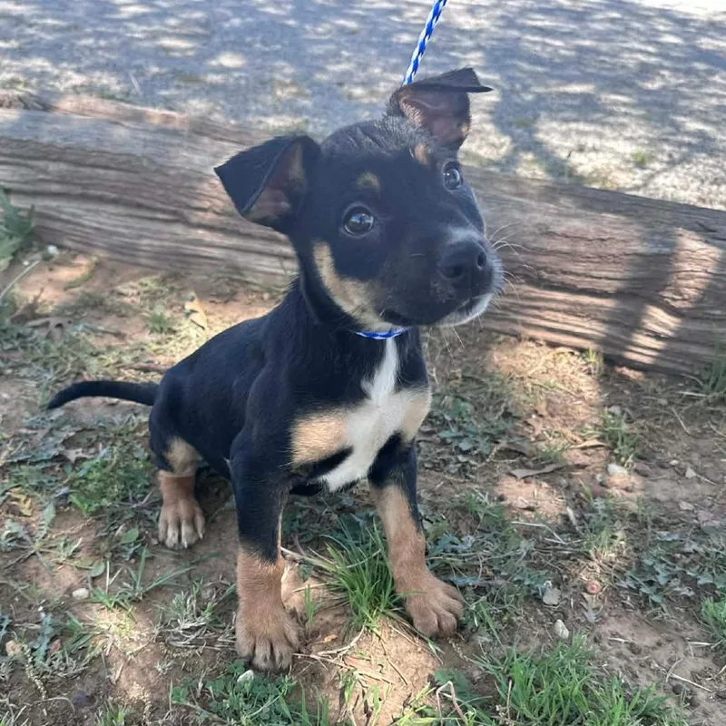 A baby medium-sized male Black Shepherd dog named Sunny for adoption in Flower Mound, TX
