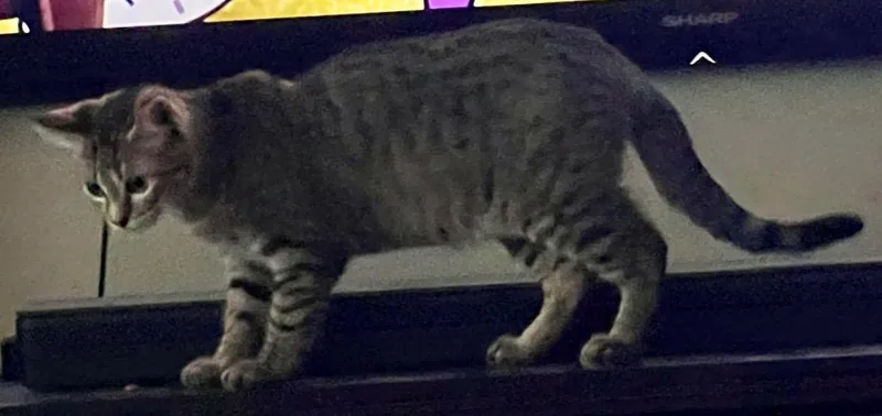 Wellington thumbnail 2