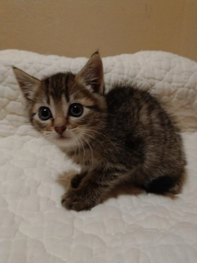 Wellington thumbnail 3