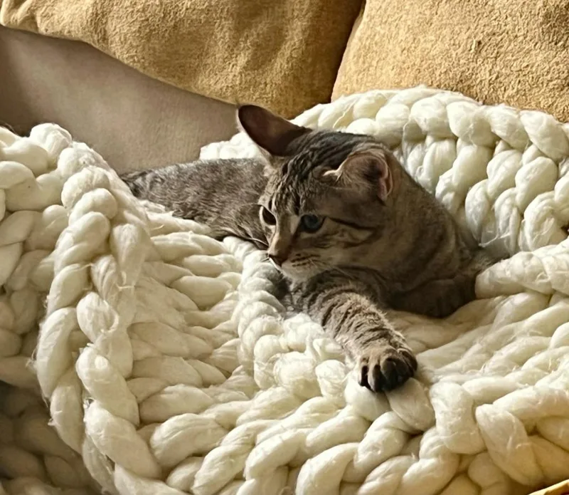 Wellington thumbnail 4