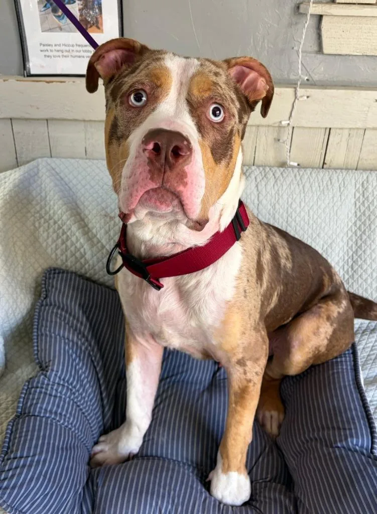 A young extra large-sized male American Bulldog dog named Sully for adoption in Fort Worth, TX