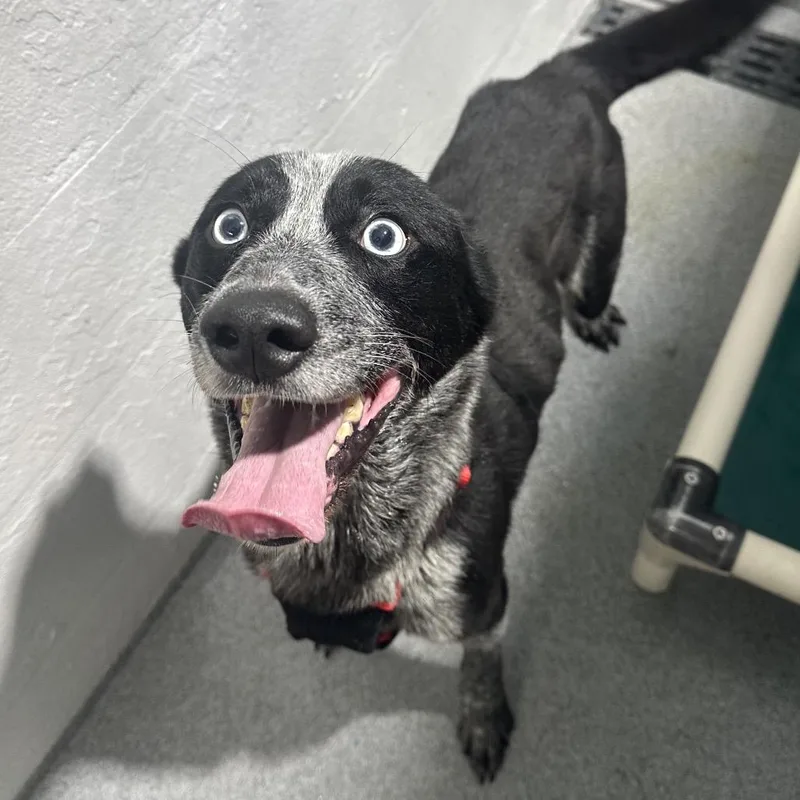 A senior medium-sized male Black Australian Cattle Dog / Blue Heeler dog named Ryder for adoption in Evansville, IN
