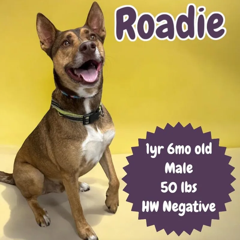 Roadie thumbnail 3