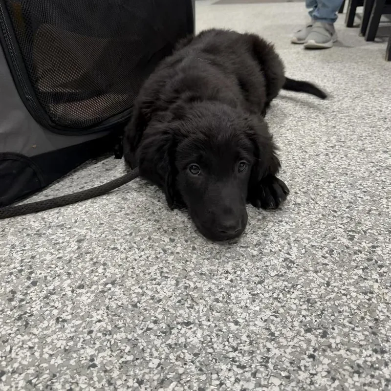 A baby small-sized male Black Labrador Retriever dog named Gomez for adoption in Smithville, TN