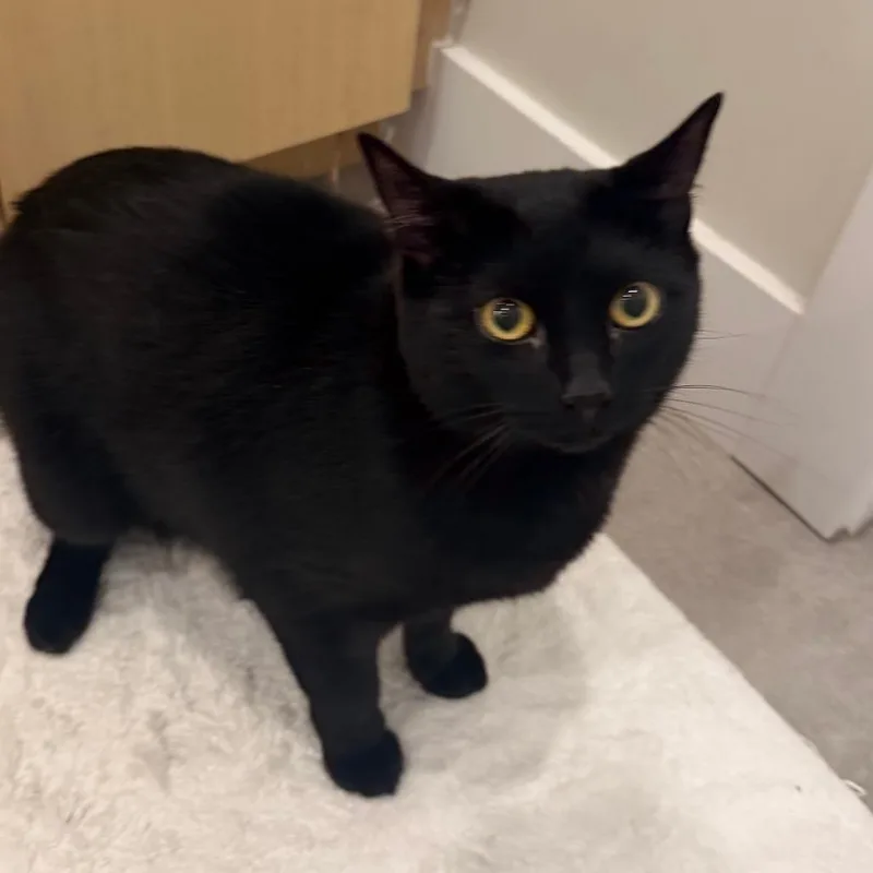 An adult large-sized female Domestic Short Hair cat named Midnight Mitchell for adoption in Eagle Mountain, UT