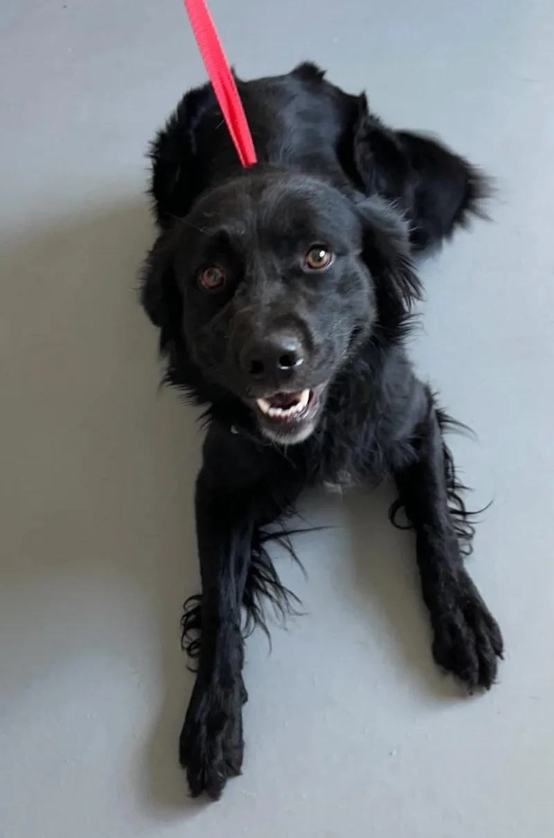 A young medium-sized female Labrador Retriever dog named Nala for adoption in Las Vegas, NV