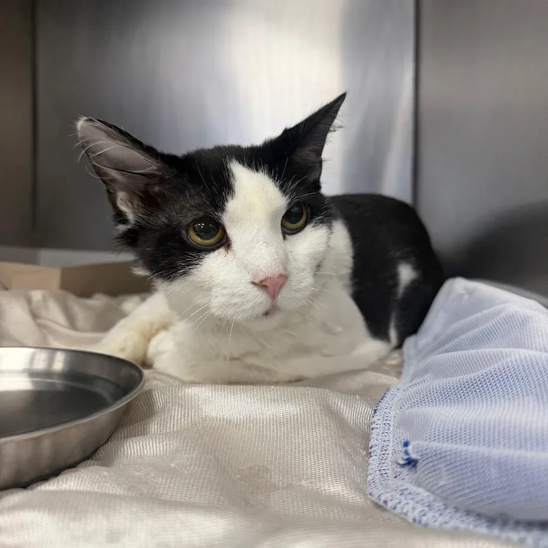 An adult large-sized female Domestic Short Hair cat named Starfish for adoption in Perkiomenville, PA