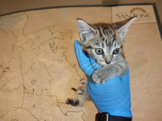 A baby small-sized female Domestic Short Hair cat named Mochi for adoption in San Jose, CA