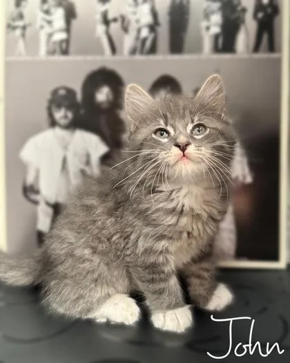 A baby small-sized male Domestic Long Hair cat named John for adoption in Morton Grove, IL