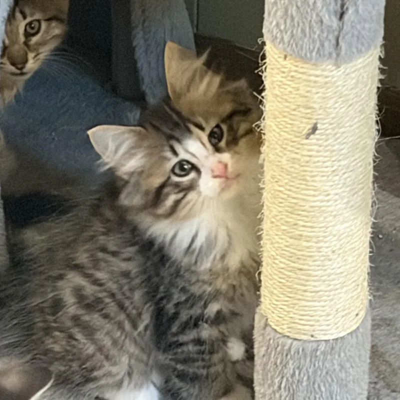 A baby medium-sized male Tabby (Brown / Chocolate) Domestic Long Hair cat named Fable for adoption in Mineral Point, WI