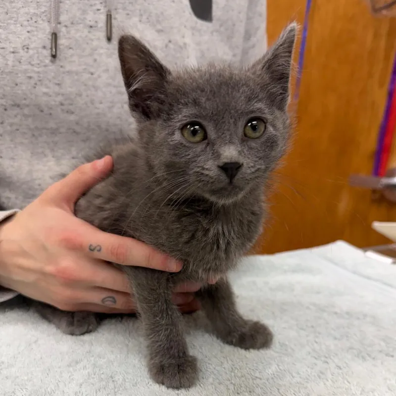 A baby small-sized male Gray / Blue / Silver Domestic Short Hair cat named Gust for adoption in Detroit Lakes, MN