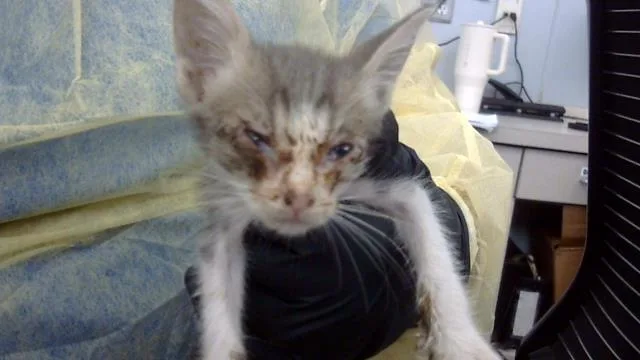 A baby medium-sized female Domestic Medium Hair cat named Juana for adoption in Dallas, TX