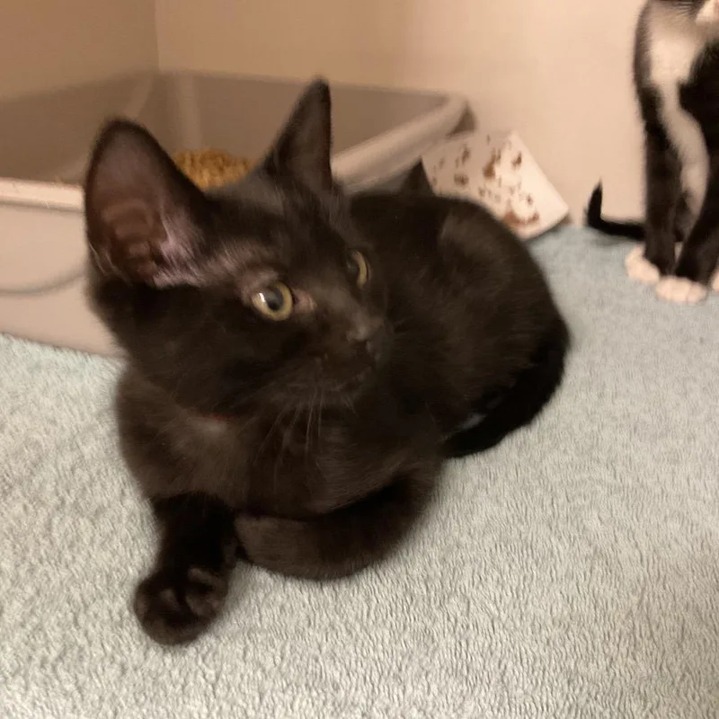 A baby small-sized male Black Domestic Short Hair cat named Tapatio for adoption in Redwood City, CA