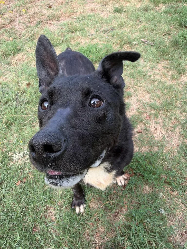 A senior medium-sized female Corgi dog named Maxi for adoption in Little Rock, AR