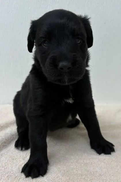 A young large-sized female Labrador Retriever dog named Bun for adoption in Phoenix, AZ