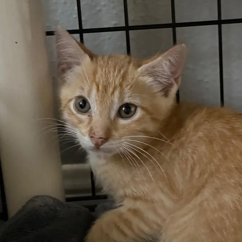 A baby small-sized male Orange / Red Domestic Short Hair cat named Cheddar for adoption in Houston, TX
