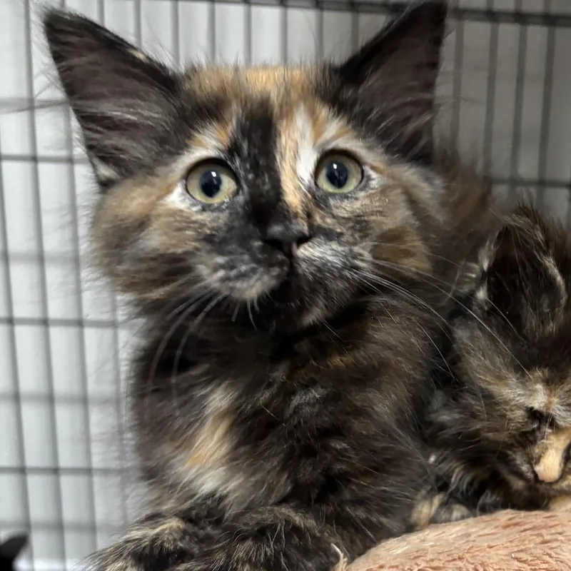 A baby small-sized female Tortoiseshell Domestic Long Hair cat named Cannoli for adoption in La Grange, KY