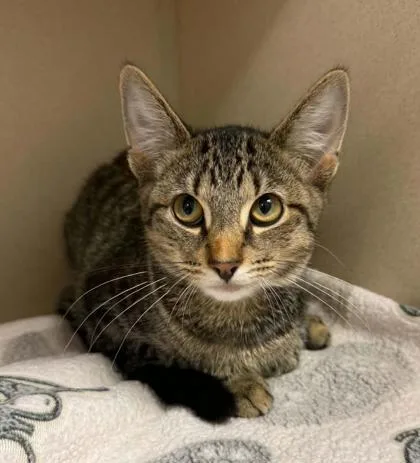 An adult small-sized male Domestic Short Hair cat named Echo for adoption in Bowling Green, KY