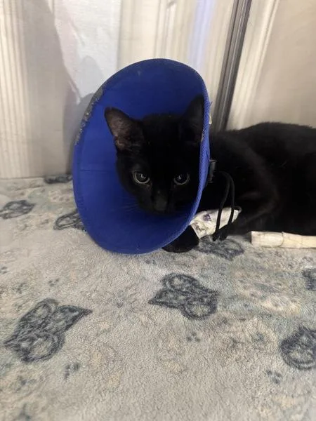 An adult medium-sized female Domestic Short Hair cat named Tricksi for adoption in Ridgewood, NY