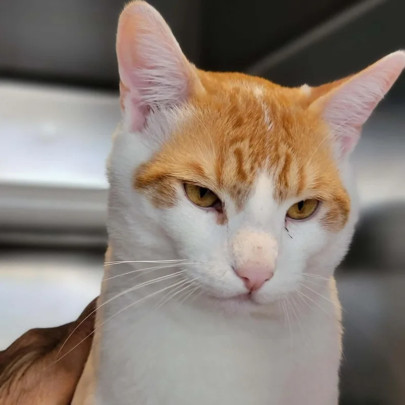 Marmalade thumbnail 2