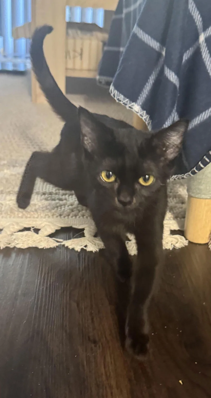 A baby medium-sized male Black Domestic Medium Hair cat named Winston for adoption in San Jose, CA