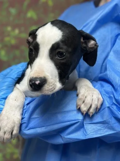 A young small-sized female Labrador Retriever dog named Pistachio for adoption in San Antonio, TX