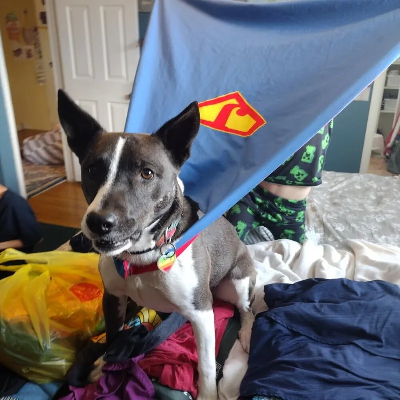 Sheba thumbnail 4