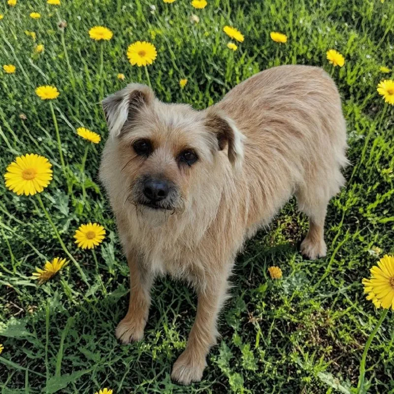 An adult medium-sized female Apricot / Beige Cairn Terrier dog named Sasha Mae for adoption in San Diego, CA