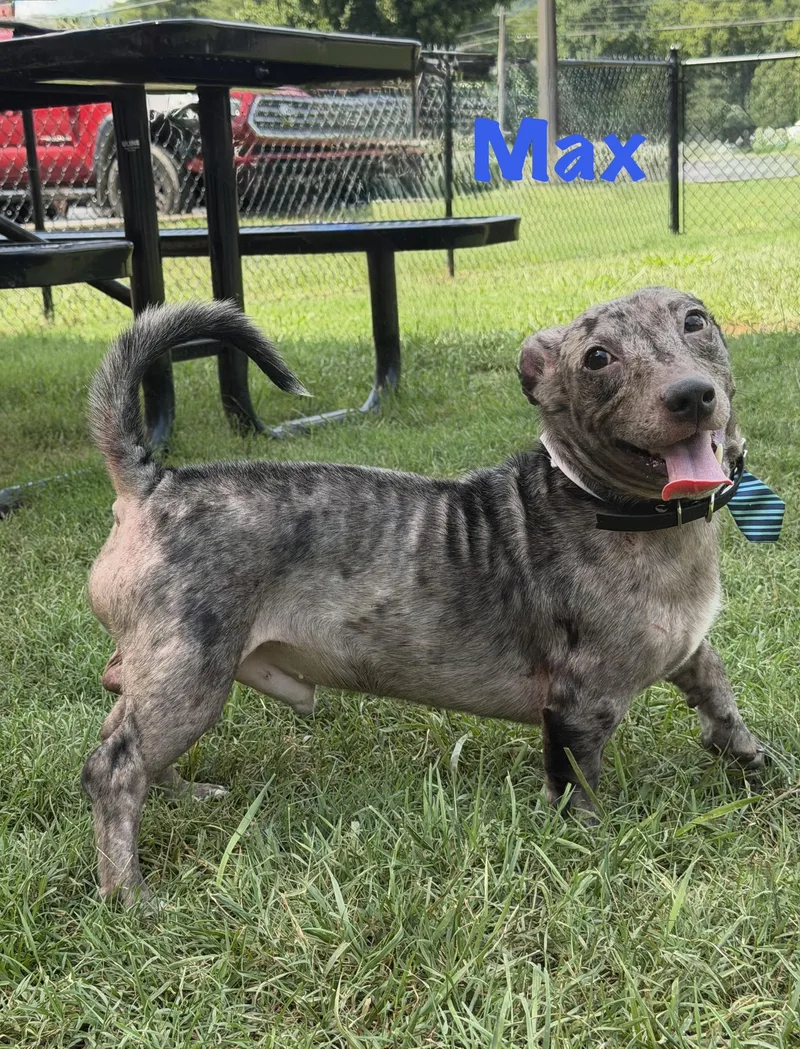 A young small-sized male Dachshund dog named Max for adoption in Maryville, TN
