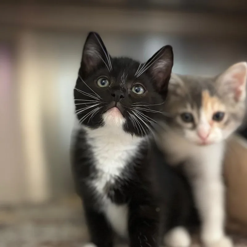 A baby small-sized male Black Domestic Short Hair cat named August for adoption in Nashville, IN
