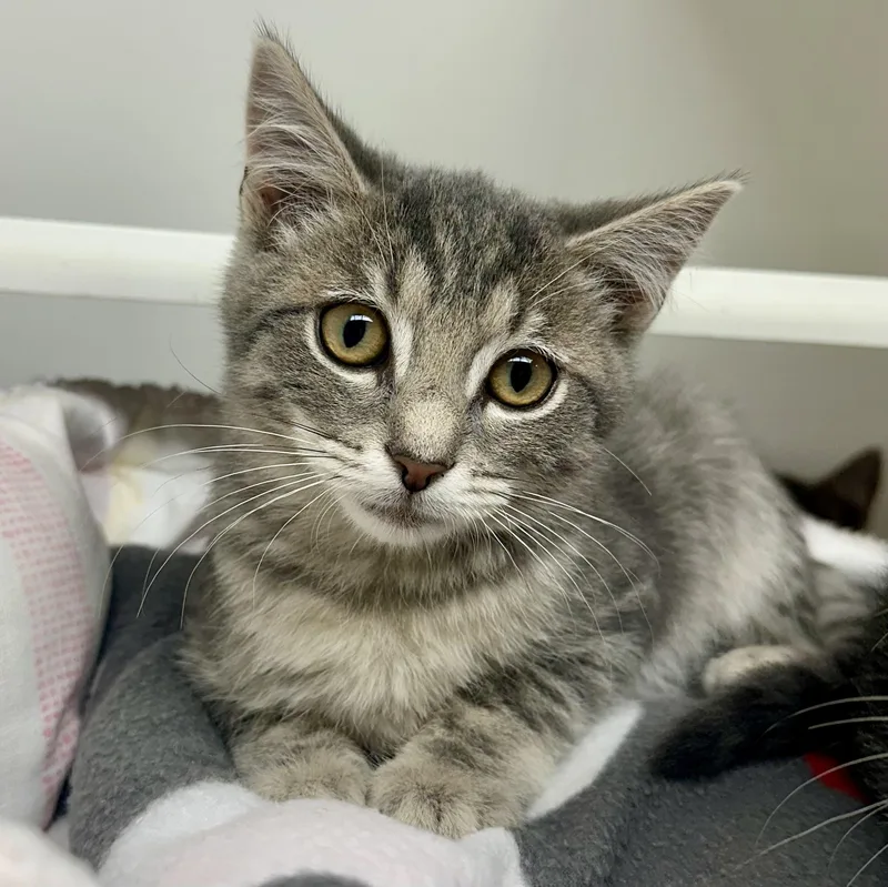 A young medium-sized male Domestic Short Hair cat named Thor for adoption in Reisterstown, MD