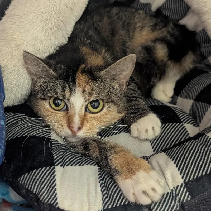 An adult medium-sized female Calico Domestic Short Hair cat named Mama Cass for adoption in Indiana, PA