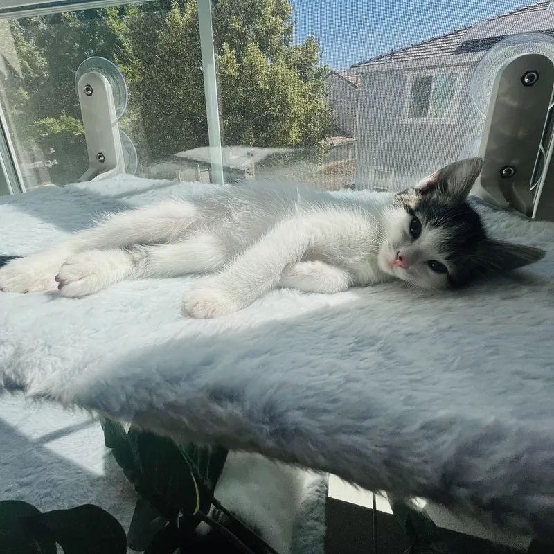A baby medium-sized male Domestic Medium Hair cat named Cookie Monster for adoption in Sacramento, CA