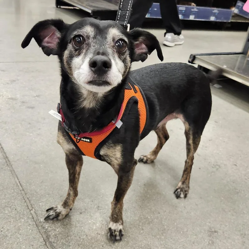 A senior small-sized male Black Dachshund dog named Thor Barkly for adoption in Las Vegas, NV