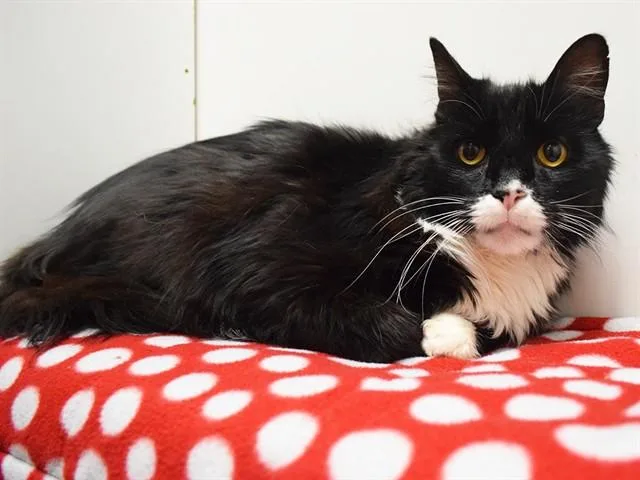 A senior large-sized male Maine Coon cat named Socks for adoption in Sacramento, CA