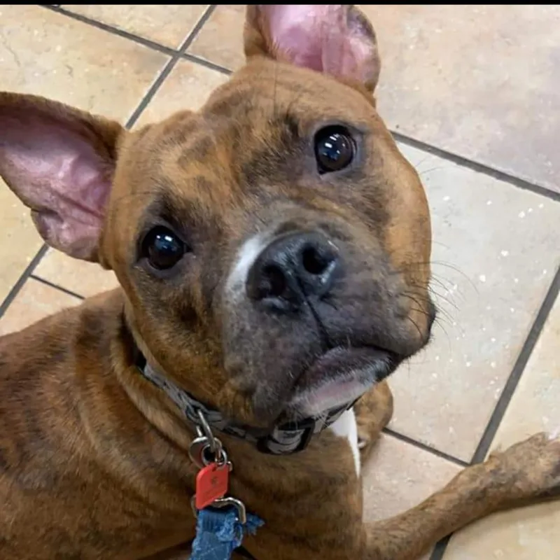 An adult medium-sized female Brindle Mixed Breed dog named Cocobean for adoption in Fairport, NY