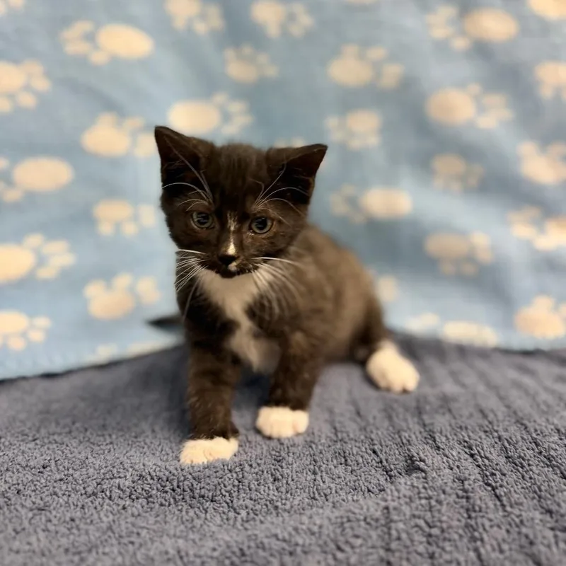 A baby small-sized male Black Domestic Short Hair cat named Miney for adoption in Bullhead City, AZ
