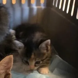 A baby small-sized female Brown / Chocolate Domestic Short Hair cat named Tia for adoption in West Palm Beach, FL