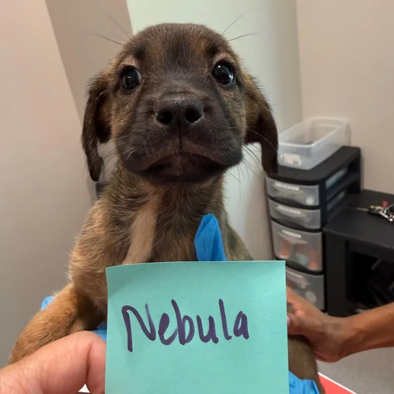 Nebula thumbnail 2