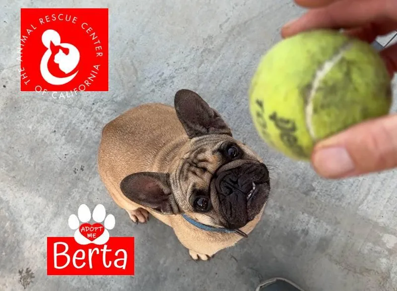 A young medium-sized female Yellow / Tan / Blond / Fawn French Bulldog dog named Berta for adoption in Coachella, CA