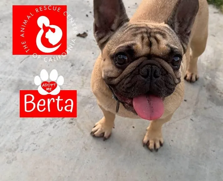 Berta thumbnail 2