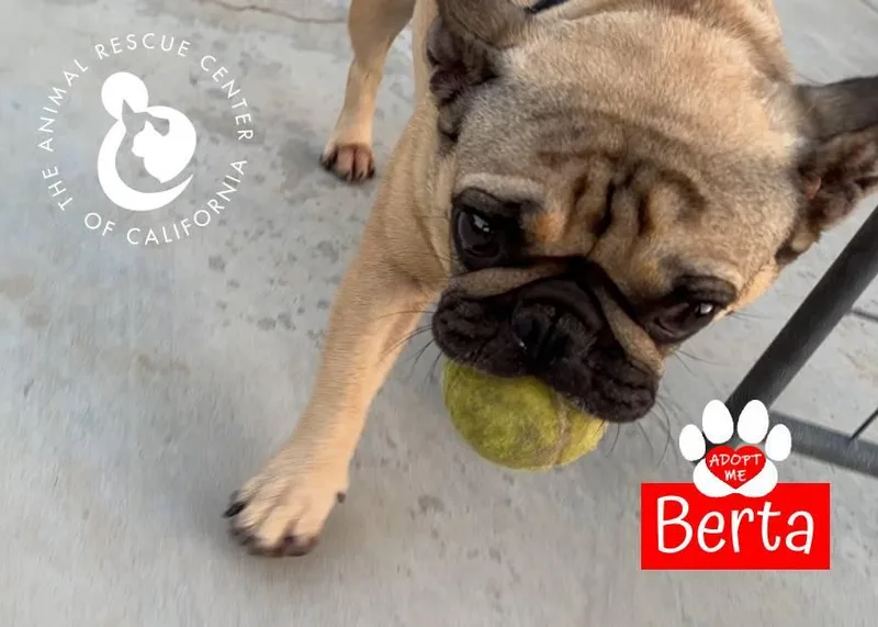 Berta thumbnail 4