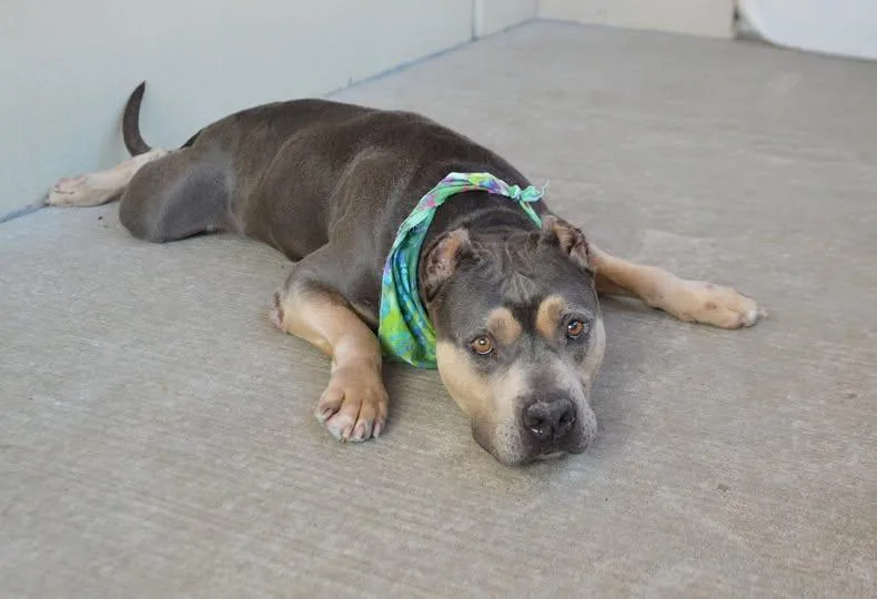 A senior large-sized male Pit Bull Terrier dog named Oso for adoption in McKinney, TX