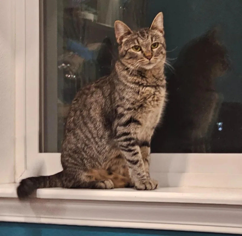 A young small-sized female Domestic Short Hair cat named Honeycrisp for adoption in Grants Pass, OR
